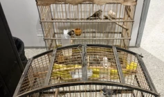 Resgate de três aves silvestres mantidas em cativeiro ilegal