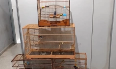 Aves silvestres apreendidas pela polícia militar em Campina Grande 