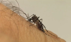 Mosquito Aedes aegypti