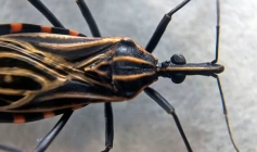 Barbeiro que causa doença de Chagas