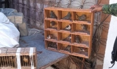 Aves silvestres apreendidas pela polícia militar ambiental em João Pessoa 