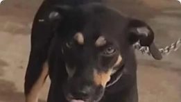 Aumento do sarampo nas Américas