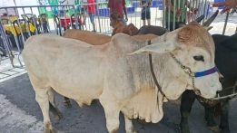 Leo Bezerra, Prefeito de João Pessoa