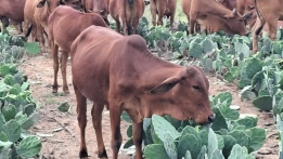 Procon Estadual da Paraíba 