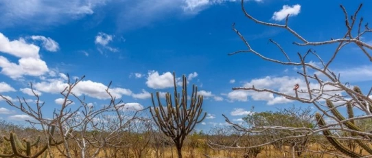 Caatinga Resiste: começa hoje operação nacional contra desmatamento no semiárido