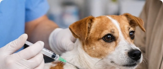 Paraíba realiza Dia D de fiscalização contra maus-tratos a animais no Abril Laranja