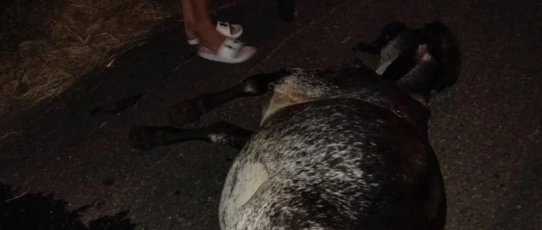 Motociclista fica ferido após colisão com animal na BR-230, em Sousa