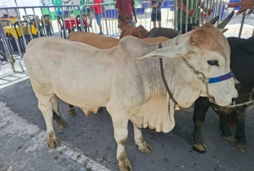 2ª Expo Agro Peixe em Boqueirão
