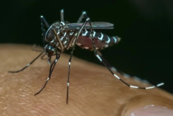 Mosquito Aedes aegypti
