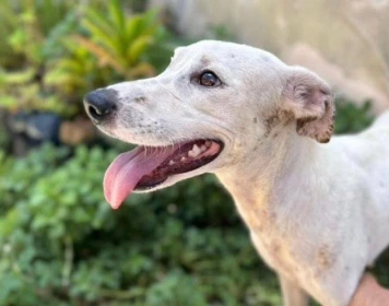 Dia D de Cuidados para pets idosos