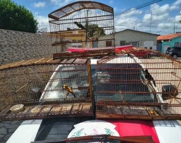 Aves silvestres e arma de fogo apreendidas em ação da Polícia Militar em Mamanguape 