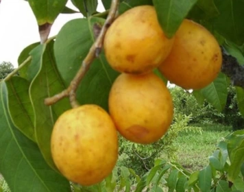 Simpósio Regional sobre a Cultura do Umbu-cajá