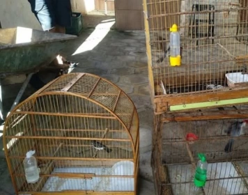 Aves silvestres apreendidas pela Polícia Militar em Campina Grande 