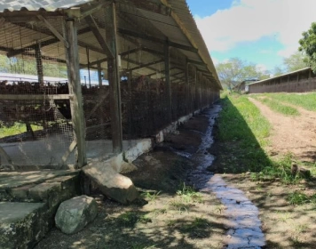 Granja de galinhas