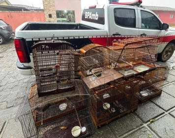 Aves silvestres apreendidas pela Polícia Militar no município de Pirpirituba, no Brejo paraibano