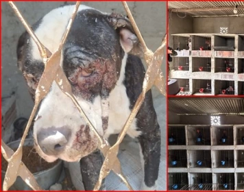 Animais em situação de maustratos resgatados pela Polícia Civil, em Boqueirão 