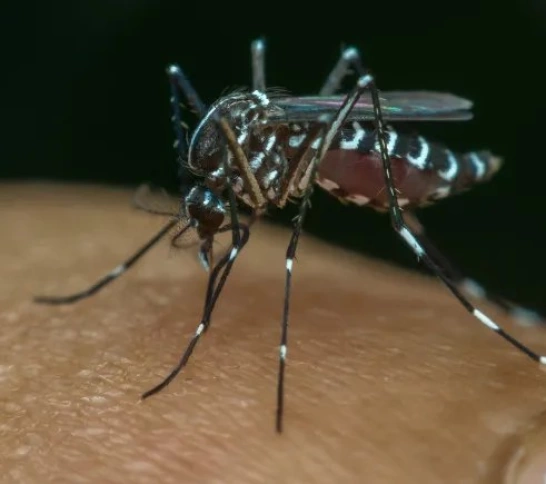 Prefeitura de São Francisco reforça alerta contra a Dengue durante período de chuvas