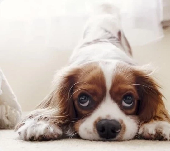 Em Campina Grande, MP vai apurar por quer a Prefeitura não construiu o Hospital Veterinário