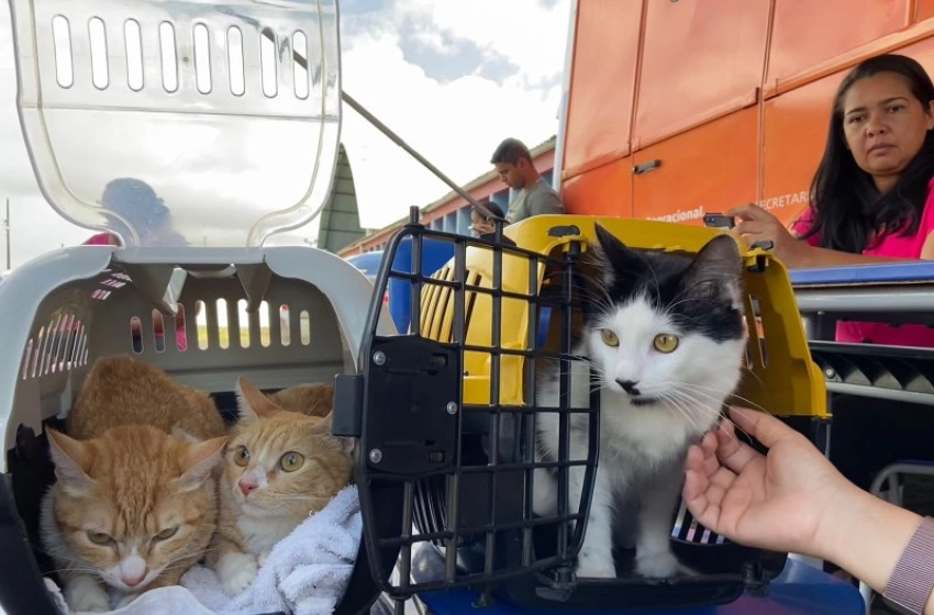 Imagem Saúde leva serviço de castração itinerante para população do Geisel e região