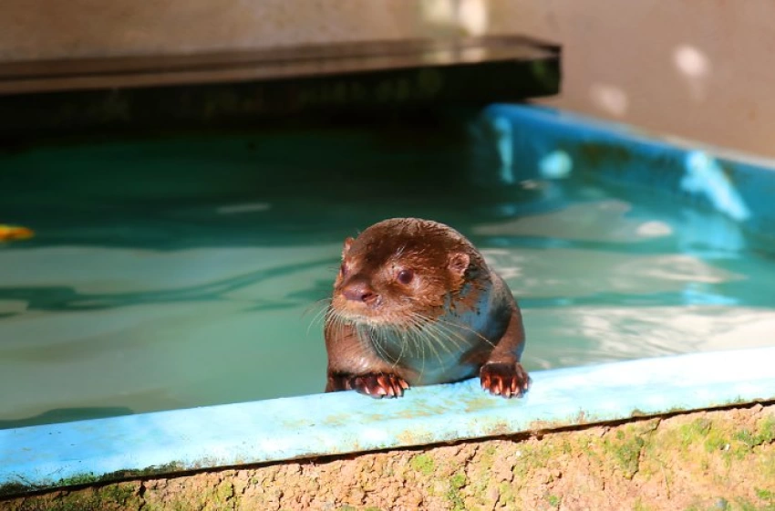 Imagem Rede de apoio e assistência a causa animal