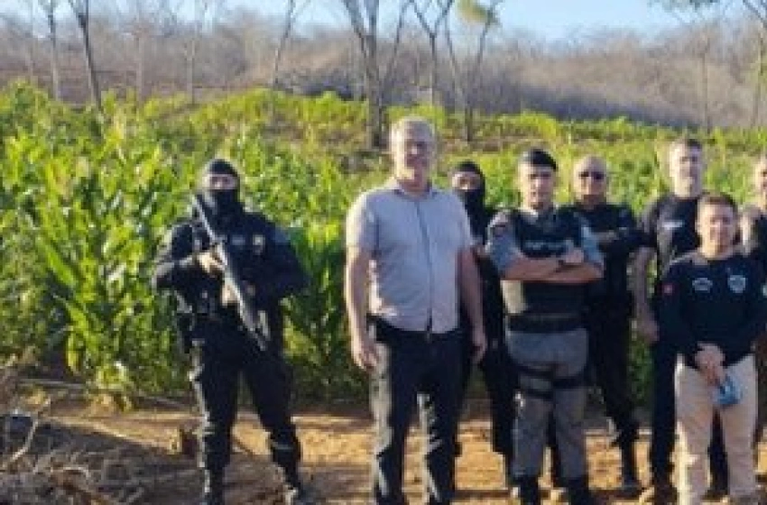 Imagem Roça com 60 mil pés de maconha na Zona Rural de Malta