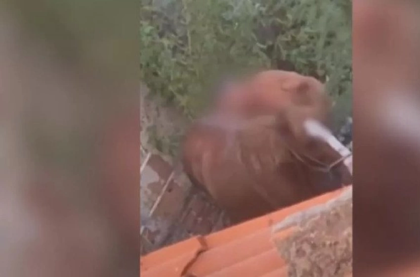 Imagem Zoofilia contra uma égua, na Paraíba