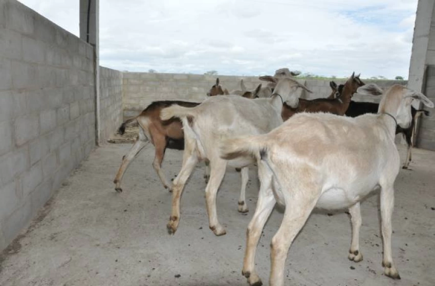 Imagem Campanha de atualização cadastral dos produtores e criadores rurais
