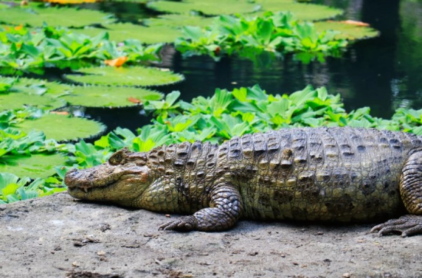 Imagem Espécies de crocodilianos