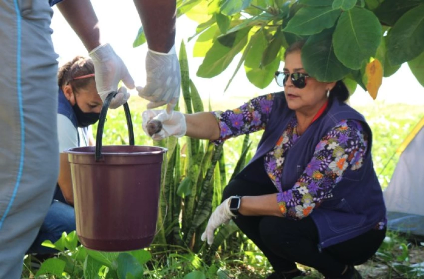 Imagem Alerta sobre os riscos do caracol africano