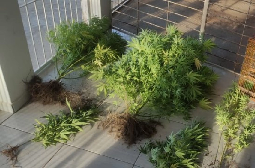 Imagem Pés de maconha e ave silvestre apreendidos em ação policial na cidade de Princesa Isabel 