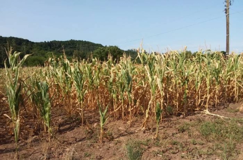 Imagem Reconhecimento federal de situação de emergência por causa da estiagem