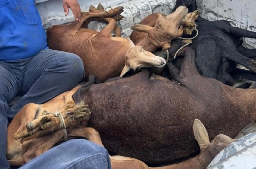 Imagem Ovelhas furtadas do IFPB em Sousa recuperadas pelos policiais do 14º BPM 