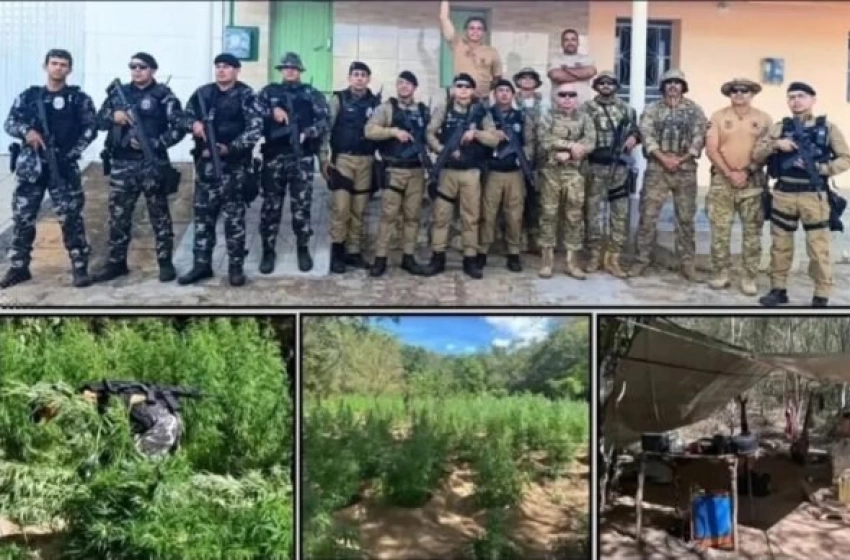 Imagem Destruição de plantação com 10 mil pés de maconha