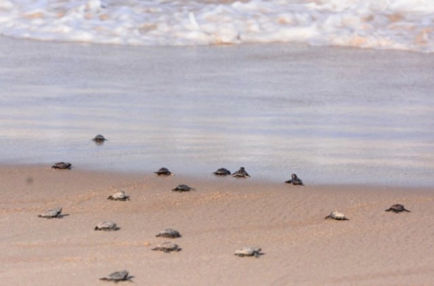 Imagem Inscrições para receber projetos ambientais 