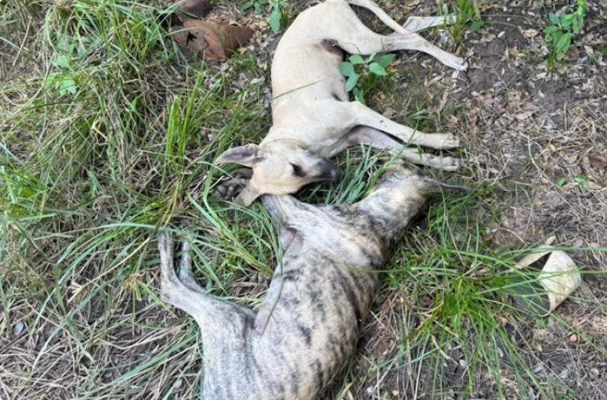 Imagem Cães são. encontrados mortos nas Ruas em Aparecida