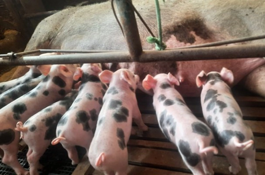 Imagem Sedap-PB realiza atualização cadastral obrigatória das criações de animais