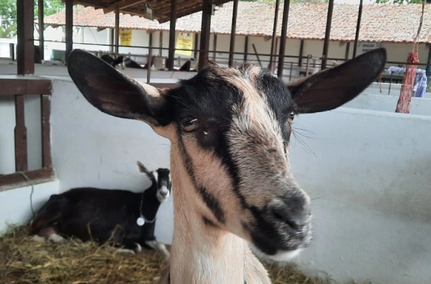 Imagem 7ª edição da Juá Capri, em Juazeirinho