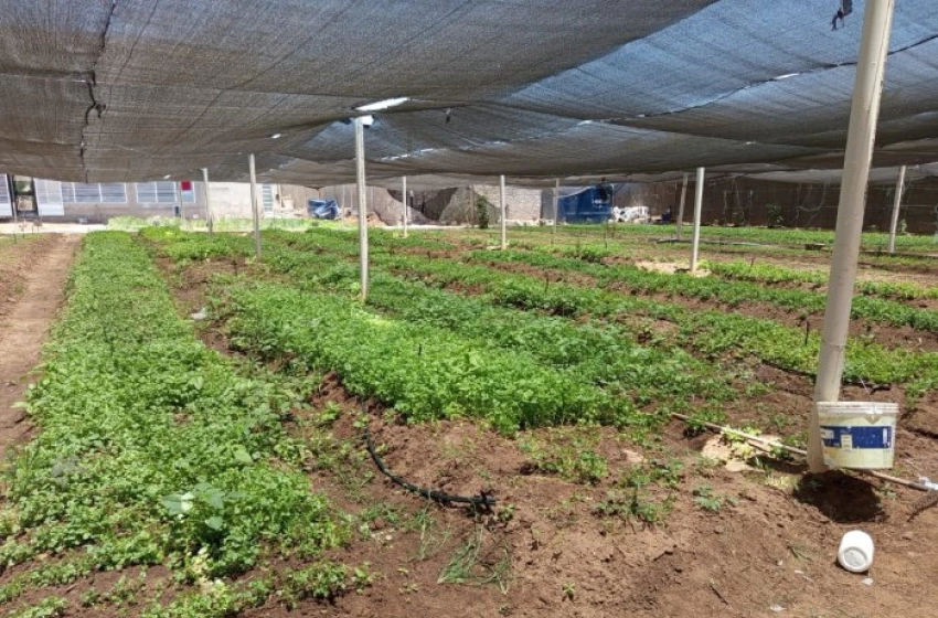 Imagem Produção de hortaliças com sistema de hidroponia