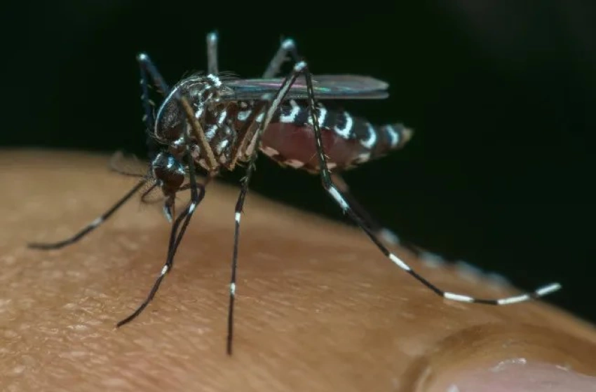 Imagem Mobilização contra dengue no Brasil