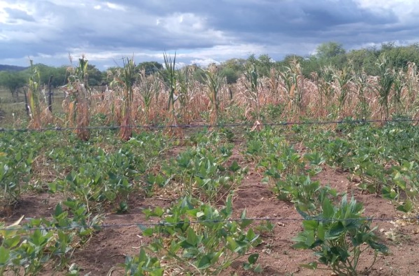 Imagem Reconhecimento federal de situação de emergência por causa da estiagem