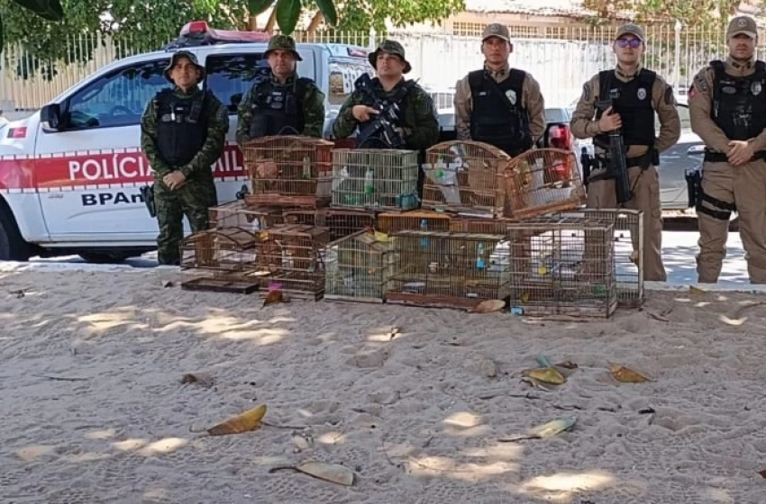 Imagem Aves silvestres apreendidas pela Polícia Militar na cidade de Desterro 