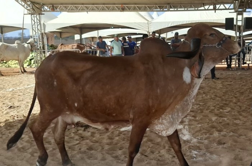Imagem Atualização cadastral obrigatória das criações de animais