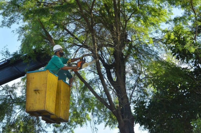 Imagem 1.200 podas de árvores na Capital, em novembro