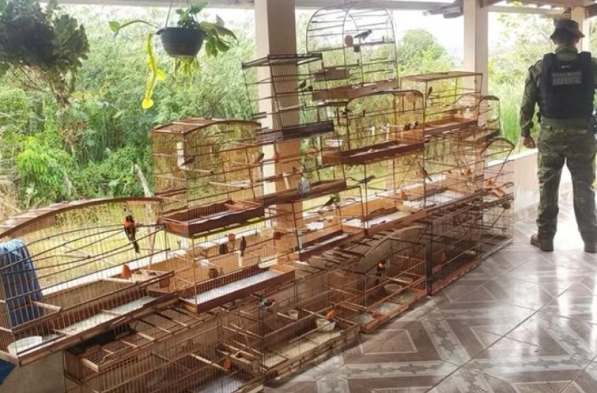 Imagem Aves silvestres apreendidas pela Batalhão Ambiental no município de Salgado de São Félix