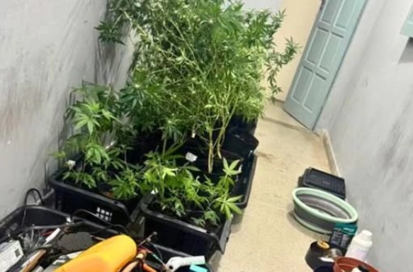 Imagem Pés de maconha apreendidos pela polícia militar no município de Campina Grande 