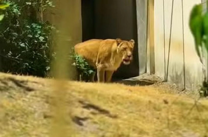 Imagem Leona no recinto da Bica