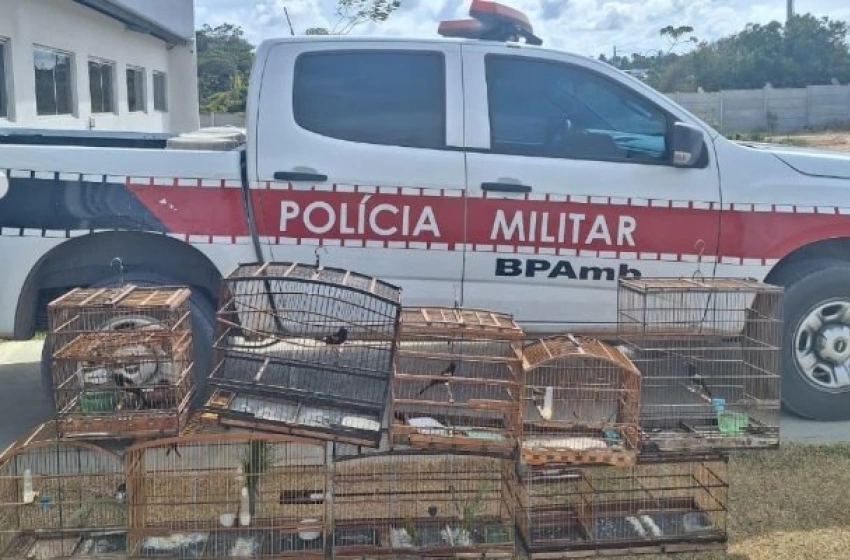 Imagem Aves silvestres apreendidas pela Batalhão Ambiental no município de Lucena 