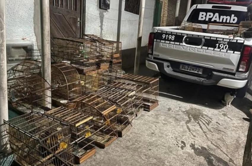 Imagem Aves silvestres apreendidas pelo Batalhão de Polícia Ambiental em Lagoa Seca 