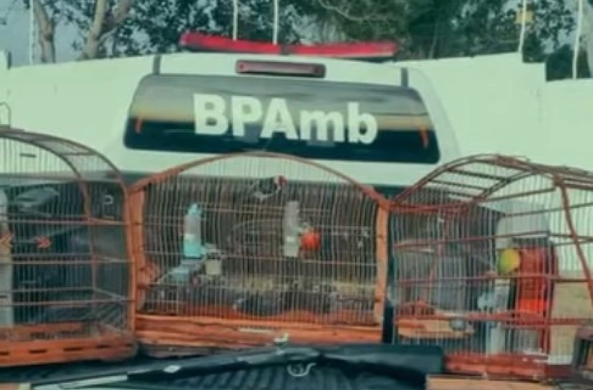 Imagem Aves Silvestes e arma de fogo apreendidas pela polícia militar em Juarez Távora 