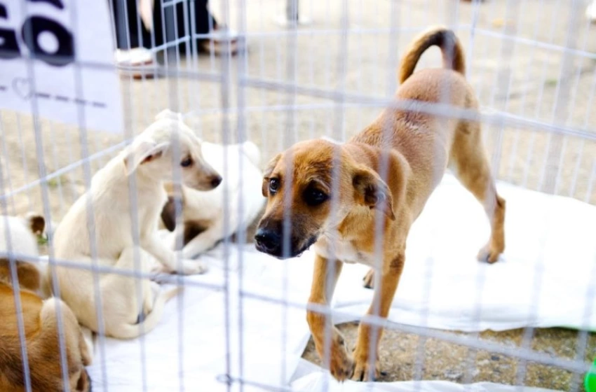 Imagem Força-tarefa resgata 90 animais e intensifica ações contra maus-tratos